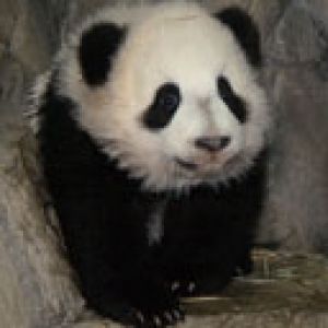 Fondo de panda lindo