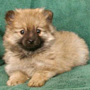 Cachorro Adorable