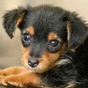 Cachorro Adorable