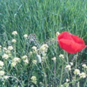 Amapola Roja Vibrante en Campo Verde
