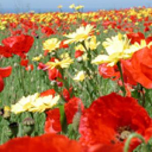 Campo de Flores Vibrantes