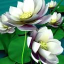 Hermosas Flores de Loto