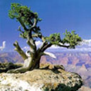Árbol Majestuoso en el Acantilado