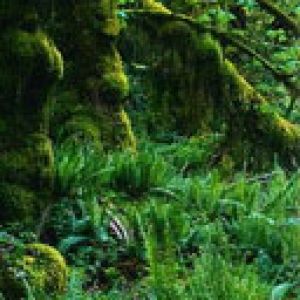 Bosque Verde