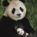 Amor Familiar de Panda
