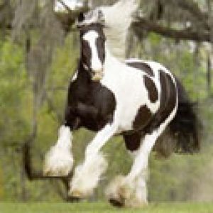 Caballo Corriendo