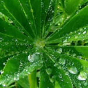 Hojas Verdes Frescas con Gotas de Agua