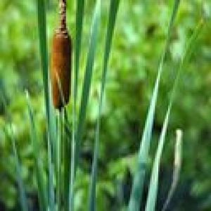 Cañaveral en la Naturaleza