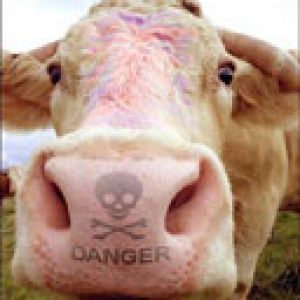 Vaca Peligrosa con Calavera