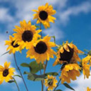 Girasoles Brillantes en Cielo Azul