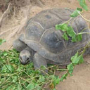 Tortuga Comiendo Verduras