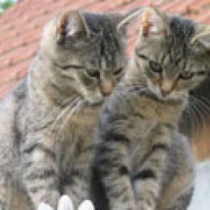 Gatos Lindos Juntos