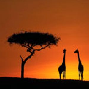 Jirafas Silueteadas al Atardecer