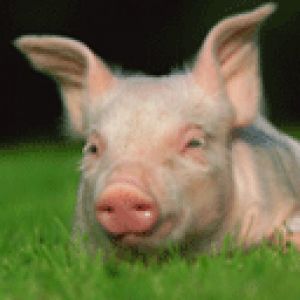 Lechón Adorable en Césped Verde