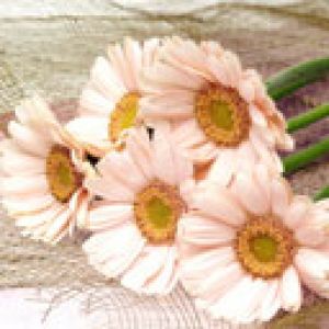 Hermosas Flores Rosadas