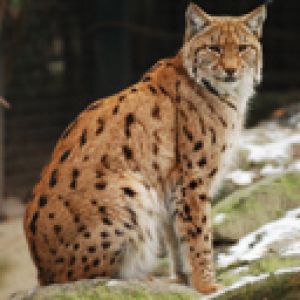 Lince en la Naturaleza