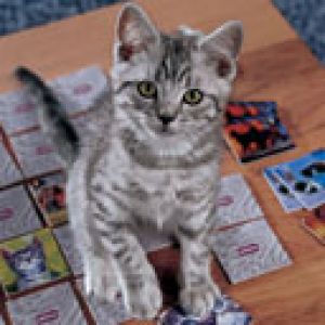 Gatito Gris Adorable