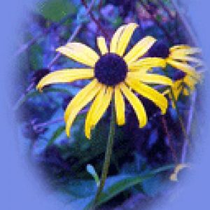 Flor Amarilla