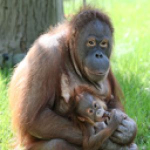 Madre y cría de orangután