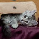 Gato Lindos en una Bolsa