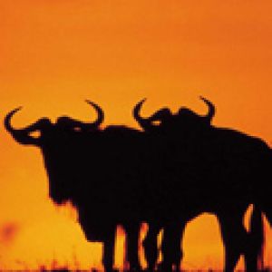 Siluetas de ñus al atardecer