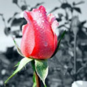 Hermosa Rosa con Rocío