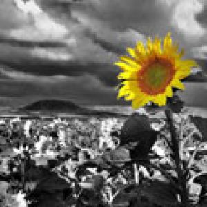 Girasol Vibrante en Blanco y Negro