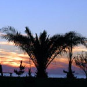 Atardecer Sobre Palmas