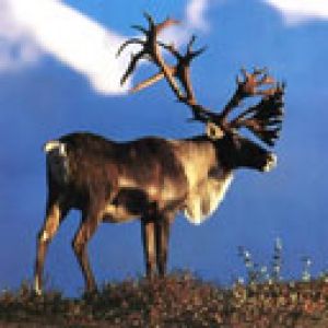 Renos Majestuosos en la Naturaleza