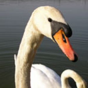 Cisne Elegante en el Agua