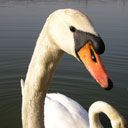 Cisne Elegante en el Agua