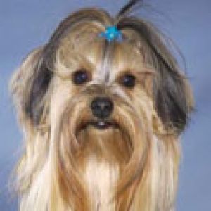 Yorkshire Terrier Adorable