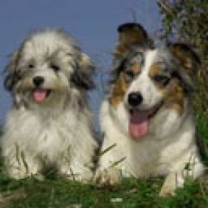 Perros Lindos Jugando
