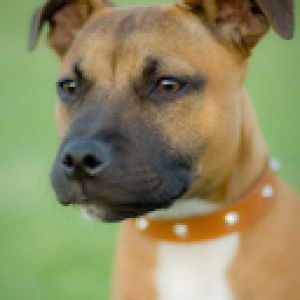 Retrato de perro lindo