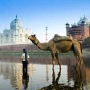 Reflejo del Taj Mahal y el Camello