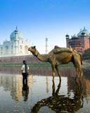 Reflejo del Taj Mahal y el Camello