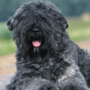 Perro Negro Bonito