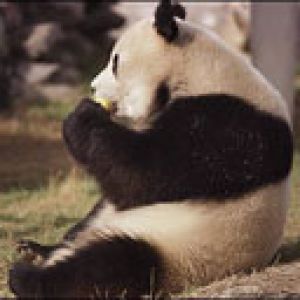 Panda Bonito Comiendo
