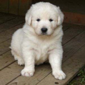 Adorable Cachorro Blanco