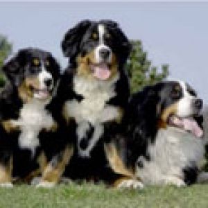 Perros de Montaña de Berna