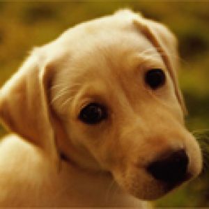 Cachorro Adorable