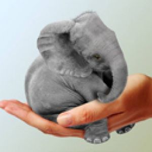 Elefante Bonito en la Mano