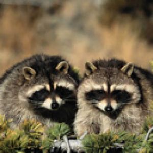 Mapaches Adorables en la Naturaleza