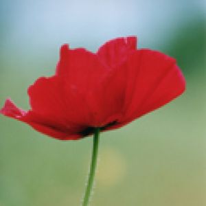 Flor de Amapola Roja