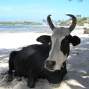Vaca en la Playa