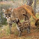 Puma y Gatito Salvaje
