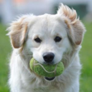 Perro lindo con pelota de tenis