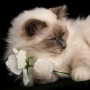 Gato Bonito con Flor