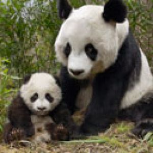 Familia de Pandas