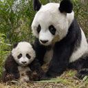 Familia de Pandas